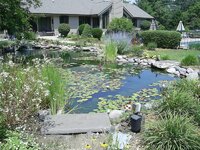 Koi fish pond.jpg
