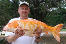Big Koi.jpg