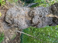 IMG_1324.jpeg