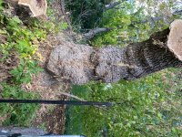 IMG_1323.jpeg