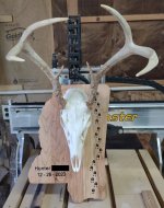 Deer Skull Mount2.jpg