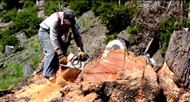 Rocky Bemis Harvesting Redwood Stupm.png