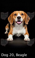 Dog20 Beagle-Public.jpg