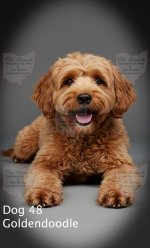 Dog48-Goldendoodle-Public.jpg
