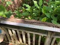 IMG_3803.jpeg