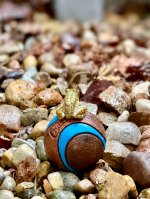 IMG_3186.jpeg