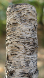 dgl-owr-ash-detail.jpg