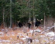 Moose Three Nov 27, 2010 Victory e-mail.JPG