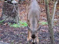 Deer4.jpg
