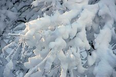 SnowyBranch.jpg