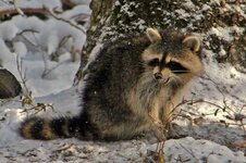 Racoon.jpg
