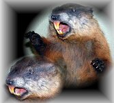 woodchuck3pic.jpg