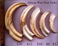 Warthog-tusks.jpg