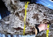 new burl 016x2.jpg