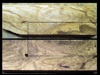 Majestic 20110103-01-Wood.jpg