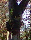 Burl on Oak Tree.jpg
