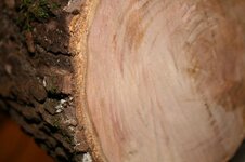 IMG_2455.jpg