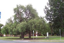100_5525 Tree 4.jpg
