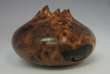 elm-burl-3.jpg