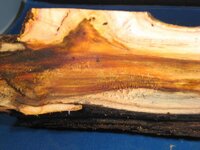 mystery wood.jpg