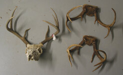 antlers.jpg