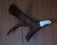EagleAntlerReduced.JPG