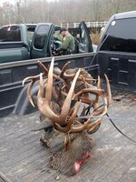 triple buck fight.jpg