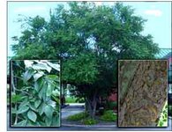 chinese.elm.jpg