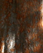 elm bark.jpg