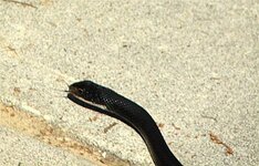 IMG_5053 (Small).JPG