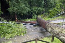 Broken pole next to tree 1.jpg