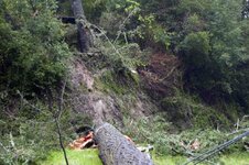 Landing site of tree across road.jpg