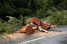 Size of tree shown here.jpg