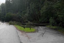 Tree resting on wires 1.jpg