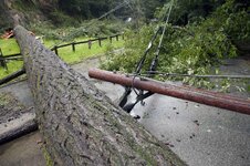 Tree dwarfing power pole.jpg