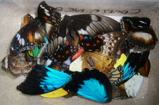butterfly wings.JPG