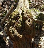 big burl 1.jpg