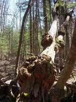 burl tree.jpg