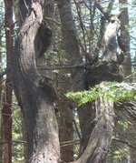 burl tree upper.jpg