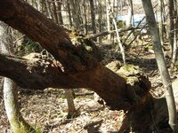 burl tree lower.JPG