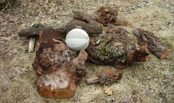 Burls 1.JPG
