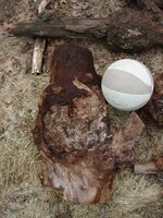 burls 2.jpg