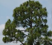Pine Tree.jpg