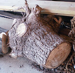 root.jpg