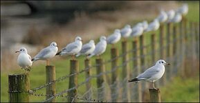 birds-on-fence.jpg