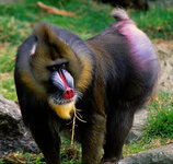 Mandrill-picture.jpg