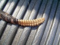 100_2360 (700x525).jpg