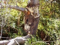 my turnings 009_(1)_(1).jpg