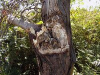 my turnings 006_(1).jpg