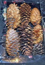 BB pine cone 001_edited-1.jpg